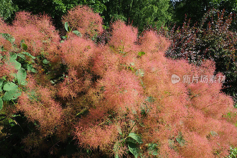 Cotinus coggygria，同音Rhus Cotinus，欧洲烟树，欧亚烟树，烟树，烟灌木，威尼斯漆树，或染料漆树，是一种开花植物，在阿纳卡科